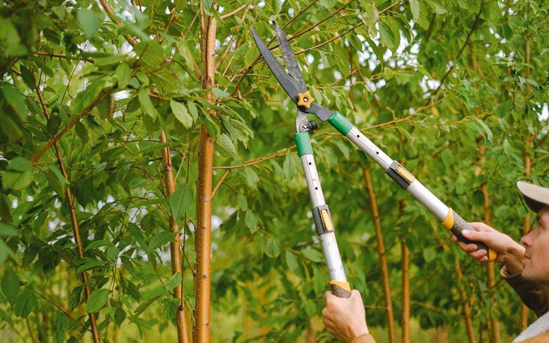 Tree trimming in Fort Benton, MT